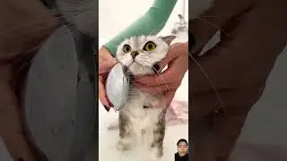 spa day #cat #cute