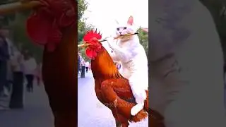 Cat and Cock friendship 😍😱 #shorts