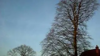 pheasant, big bird and bird fight