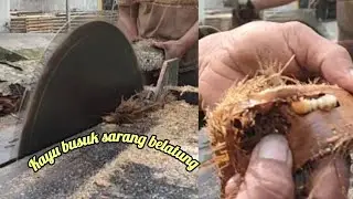 Proses Penggergajian Kayu busuk sarang belatung #gergajikayu