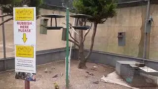 Canberra Walking-in Aviary Bird Park | Places in Australia