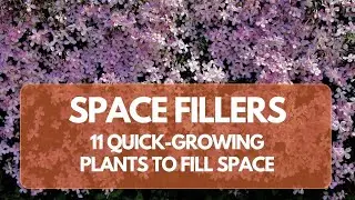 11 Quick-Growing Plants to Fill Empty Garden Spaces
