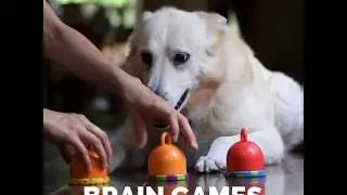 Brain Games for Dogs at Pack of Paws Dog Training