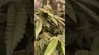 🥊 🌬️ punch breath x Obama runtz bred by bean fiendz day 38 flower #facededcanna