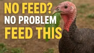 Turkey Farming , Feeding Turkeys Naturally With Greens And Vegetables #turkey #poultry 