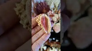 Morum Dennisoni, amazing rare shell! ❤️🐚🪸#shells #decoration #decor #collection #treasure