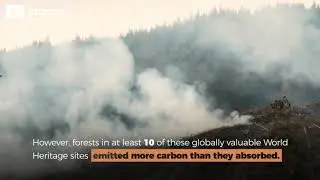 Quantifying climate benefits from UNESCO World Heritage forests