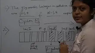 IIT JAM BIOTECHNOLOGY 2019 QUESTION PAPER SOLUTION WITH FULL AND DETAILED EXPLANATION.