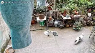 [Feline Patrol] YardCatsCam | 2026-01-31 Little Yard Cat Stories