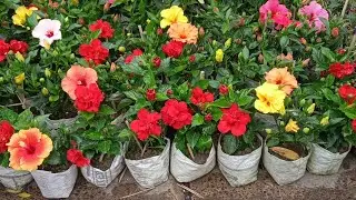 Biggest Flower Plants Market In India Visit & Prices Of Different Types Of Flower Plants || Galiff