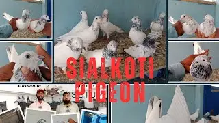 Sialkoti pigeons Sohail &wisal vlooger 