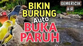 AUTO BUKA PARUH‼️ 1 Jam Suara Air Sungai - Terapi Burung Stres dan Macet Bunyi