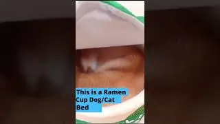 This is a Ramen Cup Dog/Cat Bed | #shorts