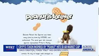 'Peanut the Squirrel' inspired crypto token grows to $1.6 billion market cap