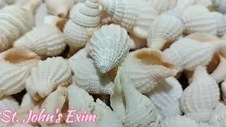 🐚 Exploring the Nassarius Coromandelica Sea Shell &ndash; The Indian Phos