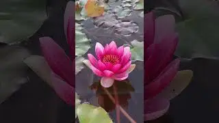 🪷💕🪷🪷 Water lily 🪷🪷💕🪷 #flowers #lily #pink #nature #beautiful #positivevibes #цветы #лилии