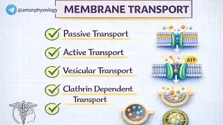 Transport Across Cell Membrane | Passive, Active, Vesicular & Clathrin Transport | Physiology