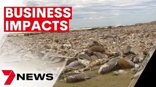 Millions of dead fish on SA's south coast leading to drop off in tourists | 7NEWS