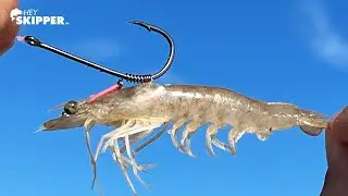 Genius or Junk? Rubber Band Trick for Live Shrimp