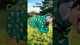 Gilley No Makeup #satire #parody