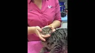 How to worm a cat