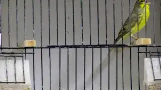 2009 Green Singer Mule (Serinus mozambicus x Canary) trained to Euro Goldfinch song