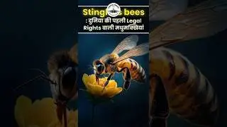 Stingless Bees: Amazon bees get legal rights #stinglessbees #trending #amazon #bees