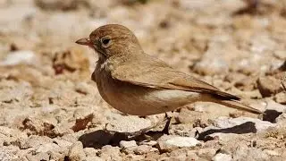 Bar-tailed lark - Ammomanes cinctura (Gould, 1839) - &Mu;&iota;&kappa;&rho;ή &alpha;&mu;&mu;&omicron;&gamma;&alpha;&lambda;&iota;ά&nu;&tau;&rho;&alpha; - &Alpha;&mu;&mu;&omicron;&tau;&rho;ά&sigma;&iota;&eta;&lambda;&omicron;&sigmaf; - Cyprus