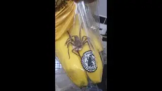You Won't Believe What Was Found In This Banana Bag!