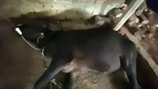 গরুর ফুড পয়জনিং 😷 | লক্ষণ, চিকিৎসা ও করণীয় | Cow Food Poisoning Treatment#bdshorts