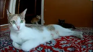 The mother cat is neglectful towards the kittens
