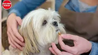 Toy Breeding se kar rahe hai Apna Dog Farming 🐕&zwj;🦺 Dog Kennel खोलकर कैसे कमाए लाखों रुपए