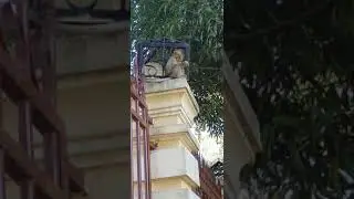 Comedy monkey,funny public monkey , feeeding poor public monkey