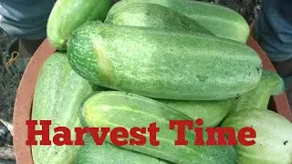 Harvest season on the Farm.