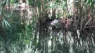Ranas