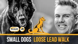 SMALL DOG: Loose Lead Walk