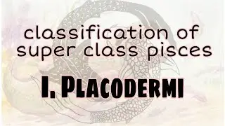 Classification of superclass pisces| Class I Placodermi upto order | B.sc