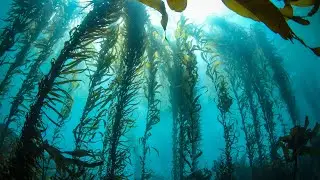 3 Ways Kelp Can Help Improve Our Lives