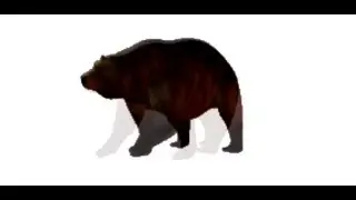 Slowly Approaching Bear