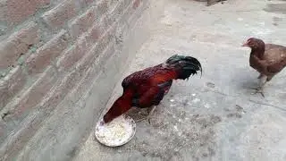 #qualityHera  #Chickens ka #shoqe Kary aaj #Day #48 ka hon gia hai MashAllah 😘😘😘#aseellovers #shoqe