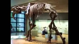 Proboscidea: evolution of elephants (Miocene). Prodeinoterium