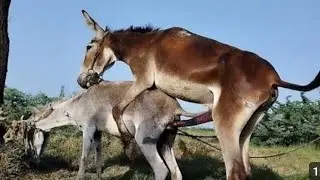male and female donkey parts in beautiful ❤️❤️