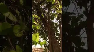 The cat is on top of the tree #cats #tree #youtube #foryou #reels #funny