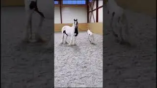 Amazing Horse The Most Beautiful In The World Funny Moments Of Horses & People Together # 69