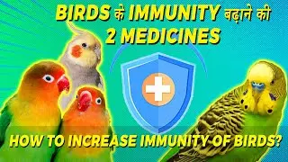 Best MEDICINE To Increase IMMUNITY of BIRDS |Birds Care In Weather Change Bird Booster Happy Budgies