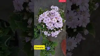 Low sunlight winter flowering plants