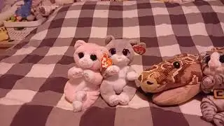 🎵🎶Kociaki-Cała ekipa Kociaki , Kodix , Arbuzik ,Phonix_Fox 🐱🐱🐱🐈🐈🐈 ( Cała Piosenka ) 🎶