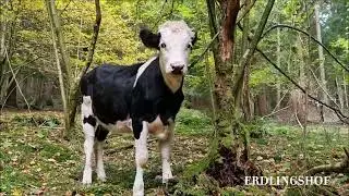 Erdlingshof: Ella im Wald