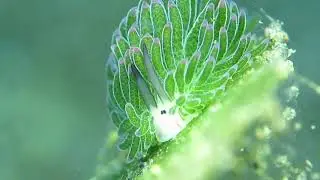 Sheep Nudi - Costasiella