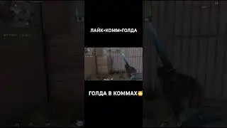 #стендофф2 #стандофф2 #стрим #веля #со2 #мувик